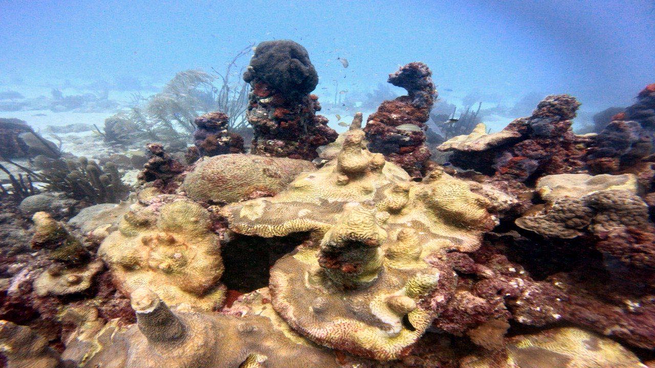 After: coral heads on a reef, colour corrected