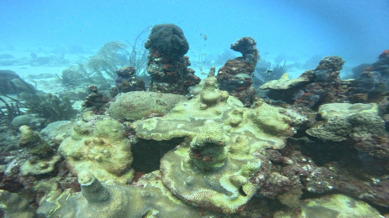 Before: coral heads on a reef, straight from the camera